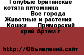 Голубые британские котята питомника Silvery Snow. - Все города Животные и растения » Кошки   . Приморский край,Артем г.